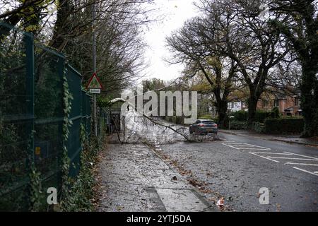 Belfast, Irlande du Nord. 7 décembre 2024. Arbres tombés à Belfast alors que la tempête Darragh frappe le nord de l'Irlande. 7 décembre 2024. Crédit : Bonzo/Alamy Live News Banque D'Images