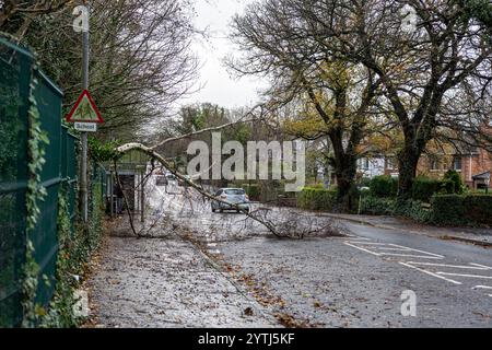 Belfast, Irlande du Nord. 7 décembre 2024. Arbres tombés à Belfast alors que la tempête Darragh frappe le nord de l'Irlande. 7 décembre 2024. Crédit : Bonzo/Alamy Live News Banque D'Images