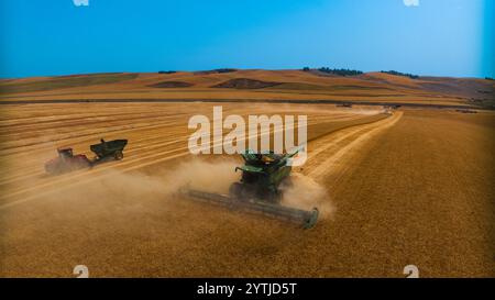 JUILLET 2024, PALOUSE, WASHINGTON - récolte de blé avec des moissonneuses-batteuses dans la région de Palouse dans l'État de Washington Banque D'Images