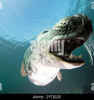 Au niveau des yeux avec un phoque gris (Halichoerus grypus) montrant ses dents. Banque D'Images