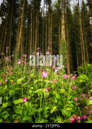 L'image représente une section d'une forêt de pins. De nombreux arbres droits sont en arrière-plan. Le premier plan montre des fleurs sauvages et des fougères. Banque D'Images