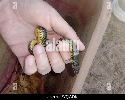 Serpent terrestre militaire (Erythrolamprus miliaris) Banque D'Images