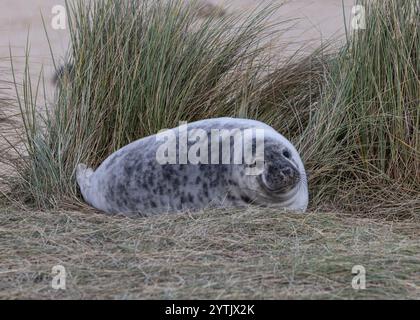 Une femme enceinte du phoque gris attendant d'accoucher parmi les dunes de sable à Norfolk Banque D'Images