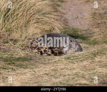 Une femme enceinte du phoque gris attendant d'accoucher parmi les dunes de sable à Norfolk Banque D'Images