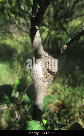 Tamboti (Spirostachys africana) Banque D'Images