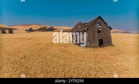 JUILLET 2024, PALOUSE, WASHINGTON - chute de grange dans le champ de blé de Palouse, Washington Banque D'Images