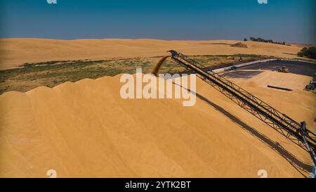 JUILLET 2024, PALOUSE, WASHINGTON - récolte de blé avec des moissonneuses-batteuses dans la région de Palouse dans l'État de Washington Banque D'Images
