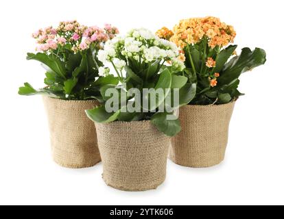 Belles fleurs de kalanchoe dans des pots isolés sur blanc Banque D'Images