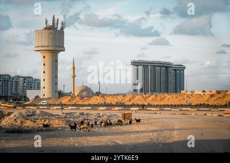 L'horizon moderne d'El Alamein mélange le développement urbain, les minarets des mosquées et la vie locale avec le pâturage des chèvres au premier plan du désert sous un coucher de soleil, en Égypte Banque D'Images