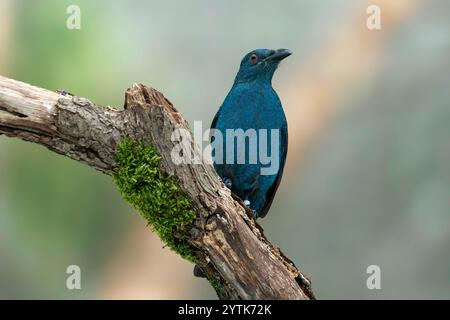 Oiseau bleu-fée asiatique Irena puella crinigera Banque D'Images