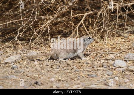 Écureuil à queue ronde (Xerospermophilus tereticaudus) Banque D'Images