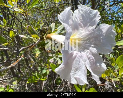 Trompette rose (Tabebuia heterophylla) Banque D'Images