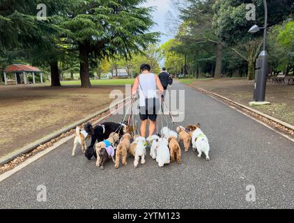 Promeneur de chiens gérant un grand groupe de chiens de différentes races en laisse, dans un parc à Tokyo, au Japon. Banque D'Images