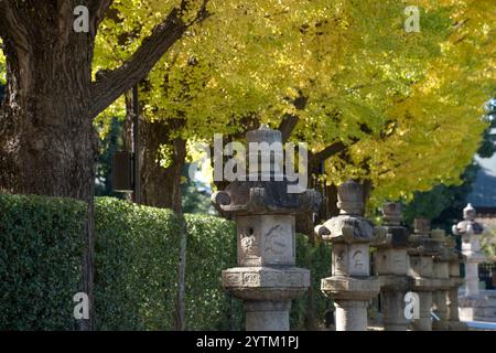 Ginkgo jaune et lanternes en pierre dans le sanctuaire Yasukuni-jinja. Le sanctuaire Yasukuni (sanctuaire de style shinto) est un sanctuaire shinto situé à Chiyoda, Tokyo. I Banque D'Images