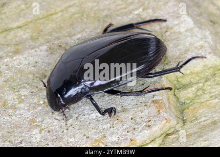 Grand coléoptère argenté, grand coléoptère des eaux noires, grand coléoptère des eaux argentées, coléoptère des eaux plongées (Hydrophilus piceus, hydrous piceus. Banque D'Images