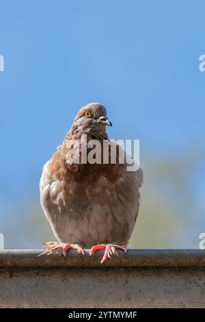 Beau pigeon est assis dans la lumière du soleil Banque D'Images