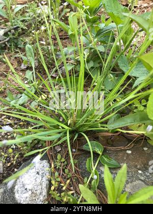 Herbe stricte aux yeux bleus (Sisyrinchium montanum) Banque D'Images