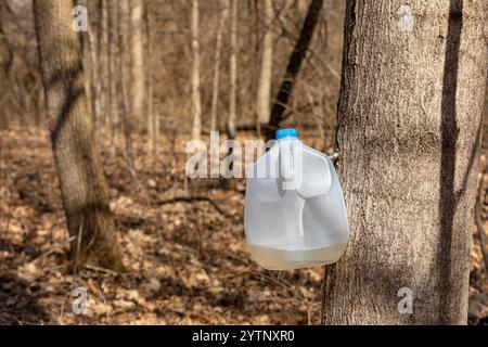 Collecte de la sève de l'érable à sucre. Concept de sucre d'érable et de production de sirop d'érable. Banque D'Images