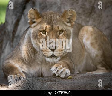 Jeune femelle lionne de lion du corps entier regardant la caméra depuis la surface rocheuse Banque D'Images