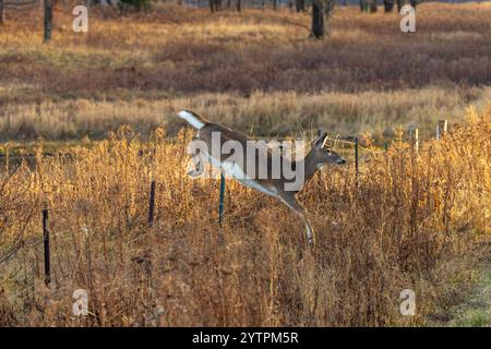 Une biche à queue blanche sautant au-dessus d'une clôture en fil de fer barbelé dans le nord du Wisconsin. Banque D'Images