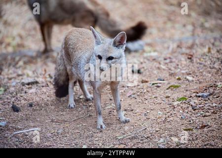 Le renard du Bengale (Vulpes bengalensis) est un renard endémique du sous-continent indien depuis les contreforts de l'Himalaya et le Terai du Népal jusqu'au sud de l'Inde Banque D'Images