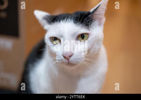 Chat thaïlandais noir et blanc. C'est un chat domestique à air court avec un motif de smoking avec une fourrure blanche et des marques noires sur la tête Banque D'Images