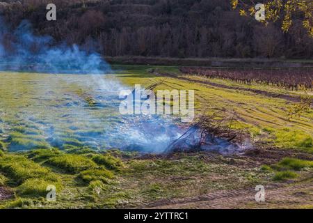 Brûlage de plantes dans la campagne. Nettoyage d'une parcelle dans l'étang asséché de Montady près de la colline de l'Enserune. Occitanie, France Banque D'Images