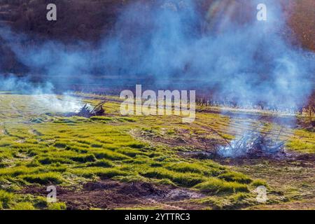 Brûlage de plantes dans la campagne. Nettoyage d'une parcelle dans l'étang asséché de Montady près de la colline de l'Enserune. Occitanie, France Banque D'Images
