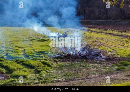 Brûlage de plantes dans la campagne. Nettoyage d'une parcelle dans l'étang asséché de Montady près de la colline de l'Enserune. Occitanie, France Banque D'Images