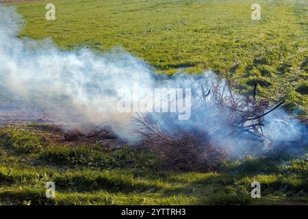 Brûlage de plantes dans la campagne. Nettoyage d'une parcelle dans l'étang asséché de Montady près de la colline de l'Enserune. Occitanie, France Banque D'Images