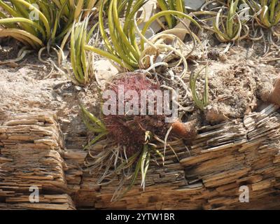 Cactus globulaires, cactus clair de lune, cactus torche et alliés (Cactoideae) Banque D'Images