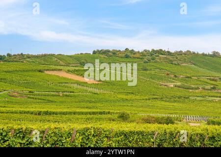 Vue sur le vignoble alsacien depuis le village de Kientzheim Banque D'Images