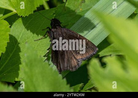 Cloudywing Nord (Thorybes pylades) Banque D'Images