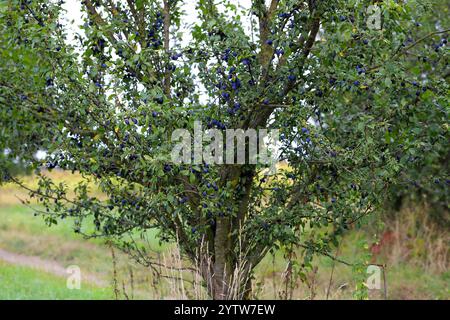 Pruniers sauvages avec de petits fruits violets suspendus sur les branches. Banque D'Images