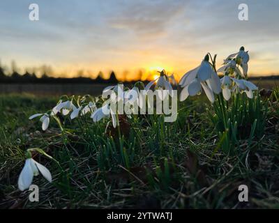 Un groupe de gouttes de neige se rapproche avec un coucher de soleil d'hiver en arrière-plan Banque D'Images