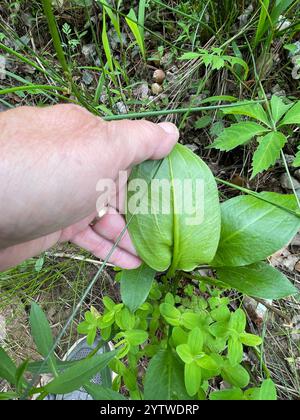 Plantain aquatique américain (Alisma subcordatum) Banque D'Images