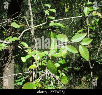 Tamboti (Spirostachys africana) Banque D'Images