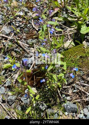 marie aux yeux bleus à petites fleurs (Collinsia parviflora) Banque D'Images
