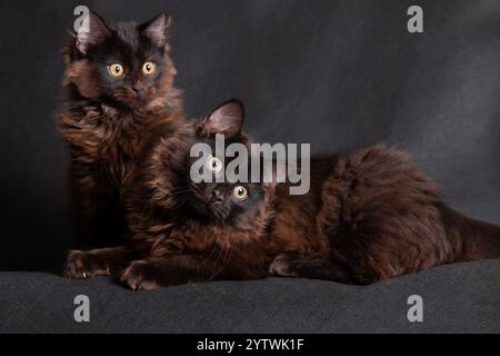 Deux chatons noirs et bruns sur un fond noir dans un studio Banque D'Images