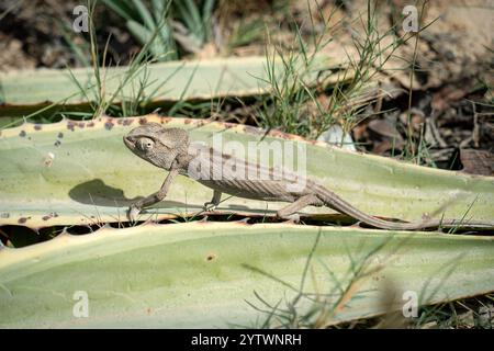 Caméléon commun sauvage (Chamaeleo camaeleon) camouflé sur un cactus vert dans son habitat naturel du désert nord-africain, montrant une peau texturée détaillée Banque D'Images