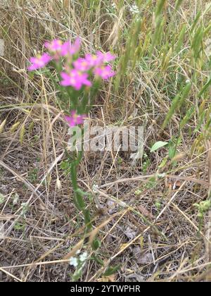 Centaury mince (Centaurium tenuiflorum) Banque D'Images