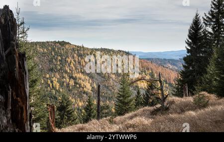 Hochlagen im Bayerischen Wald, haute altitude dans la forêt bavaroise Banque D'Images
