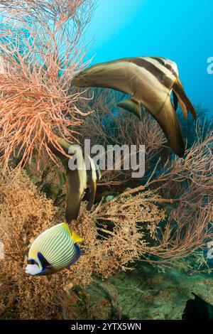 Petit banc de platax teira, platax, Ari Atoll, Maldives, océan Indien Banque D'Images