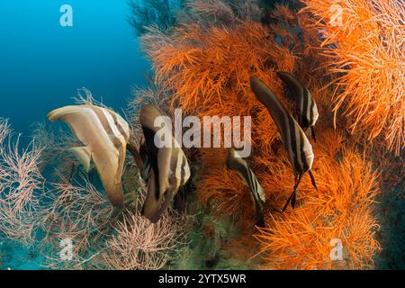 Petit banc de platax teira, platax, Ari Atoll, Maldives, océan Indien Banque D'Images