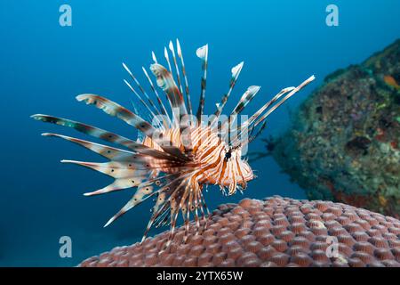 Devil Firefish, Pterois Miles, atoll de Felidhu, de l'Océan Indien, les Maldives Banque D'Images