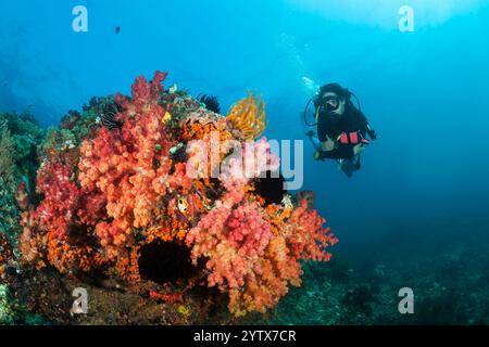 Plongée sous-marine et récif de corail, îles oubliées, Indonésie Banque D'Images