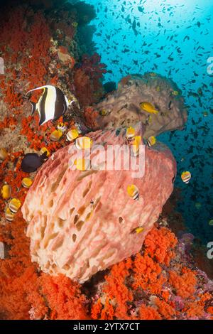 Récif corallien coloré, îles oubliées, Indonésie Banque D'Images