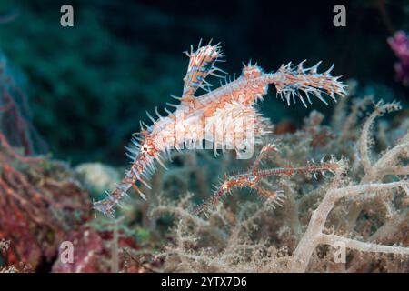 Two Harlequin Ghost Pipefish, Solenostomus paradoxus, Îles oubliées, Indonésie Banque D'Images
