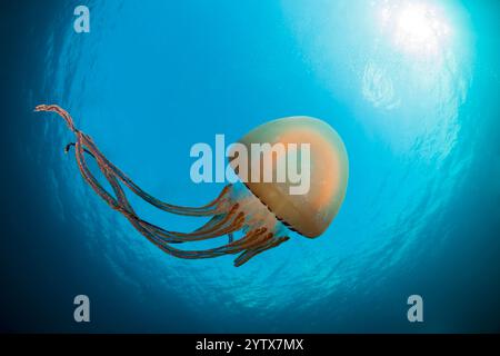 Méduse vraie, Scyphozoa sp., Raja Ampat, Papouasie occidentale, Indonésie Banque D'Images