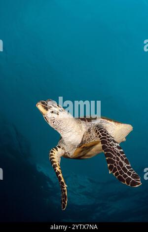 Tortue verte, Chelonia mydas, Raja Ampat, Papouasie occidentale, en Indonésie Banque D'Images